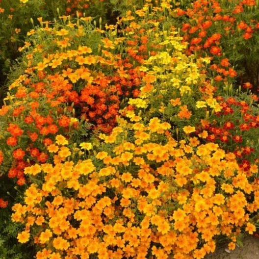 Signet Marigold Seeds STARFIRE MIX 200 Non-GMO Tagetes patula for Cutting Gardens and Pollinator Attraction