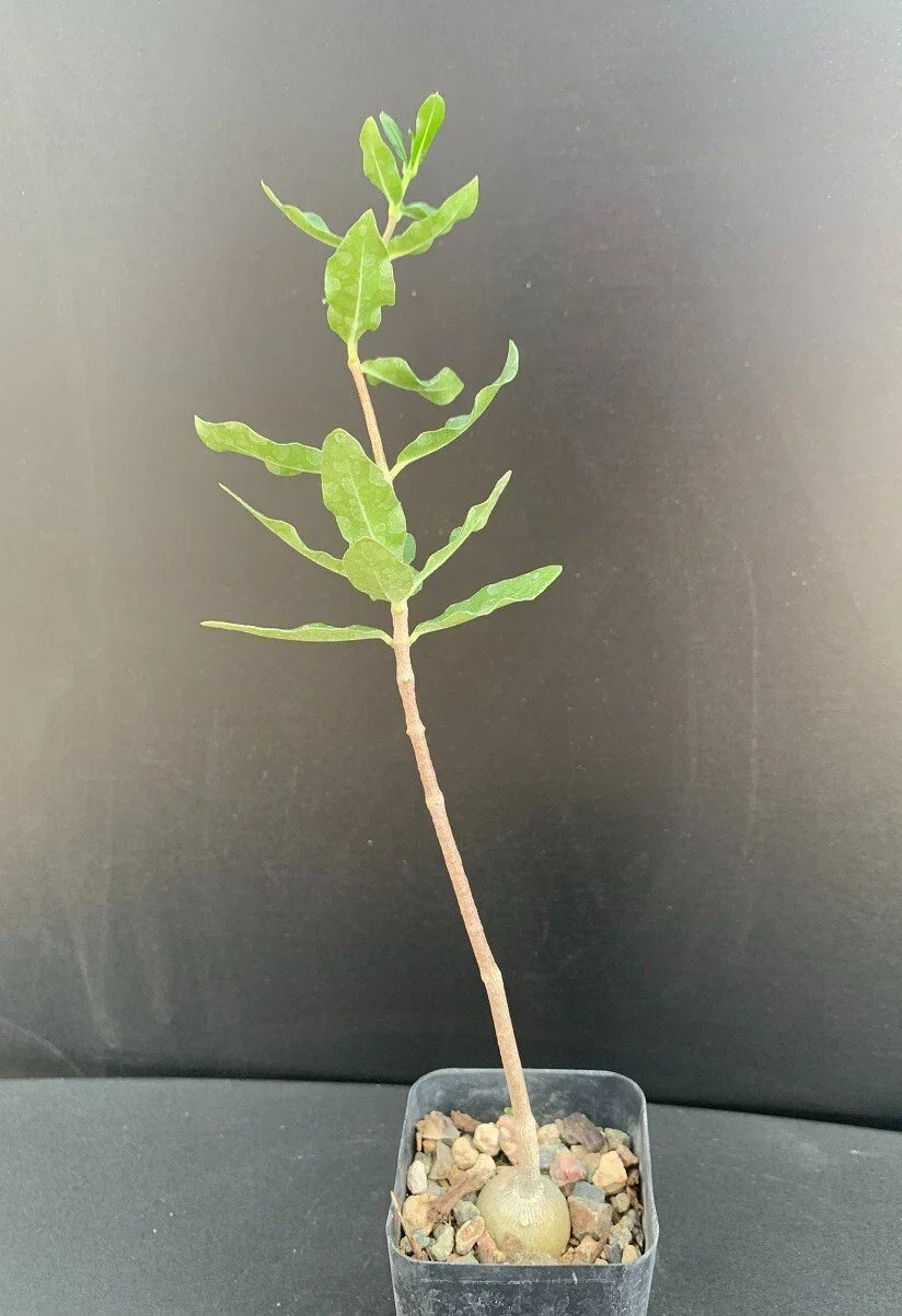 Fockea edulis Caudex Succulent in 2-Inch Pot, Rare Indoor Plant, Unique Tuberous Root, Exotic Green Foliage