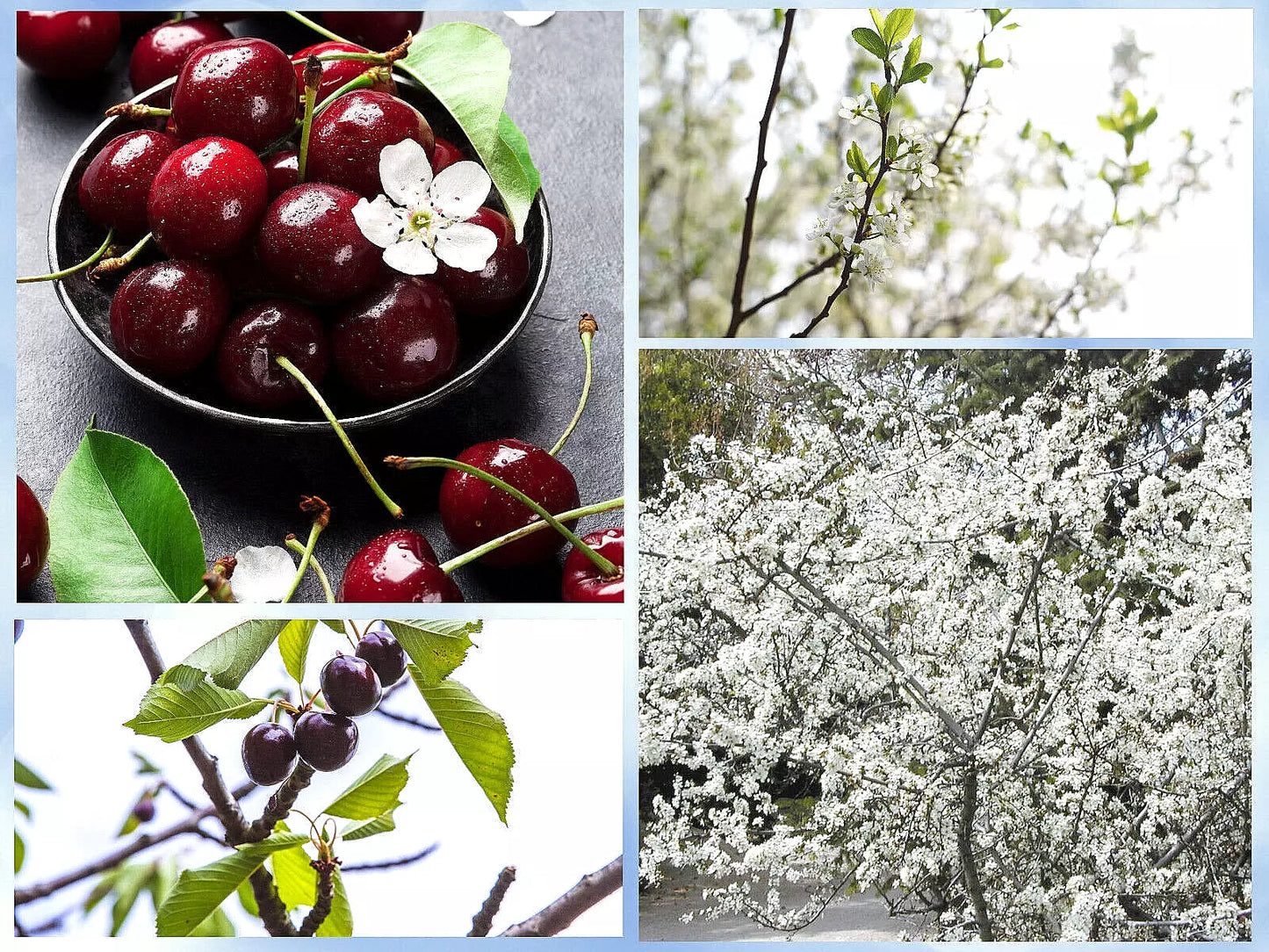 Sand Cherry Seeds - Edible Fruit Shrub Pack of 5 - Prunus pumila - Drought-Tolerant, Compact, Pollinator-Friendly, Suitable for Small Gardens