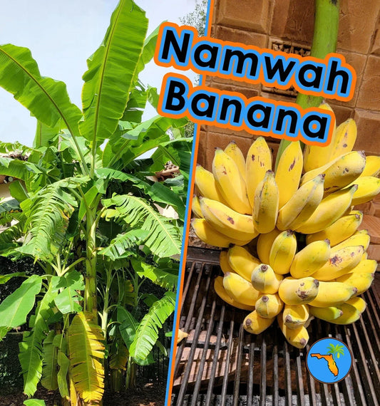 Namwah Banana Live Plant, Cold Hardy Edible Variety, Fast Growing, Pisang Awak Musa acuminata