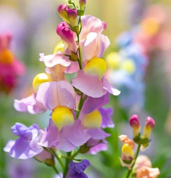 Snapdragon Seeds 300 Count - Northern Lights Mix - Perennial Antirrhinum majus for Garden, Borders & Containers