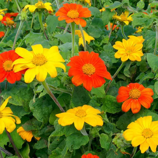 Mexican Torch Sunflower Seeds 50 Pack Non-GMO Helianthus annuus Bright Orange & Yellow Pollinator Friendly