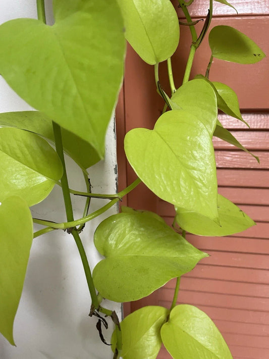 Neon Pothos Cuttings - 4 Fresh Lemon Lime Propagation Plant - Epipremnum aureum 'Neon' Indoor Houseplant