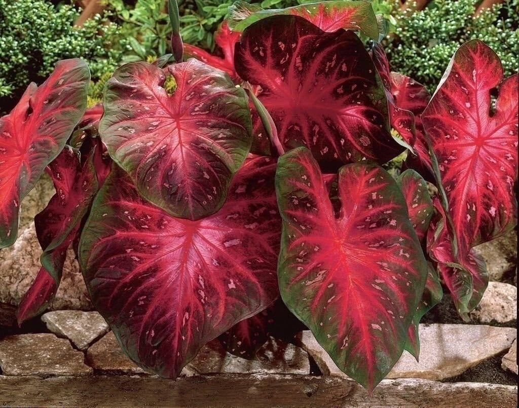 Caladium Bulbs Red Flash & Fancy Mix – Colorful Perennial Foliage, Easy to Grow, Caladium bicolor