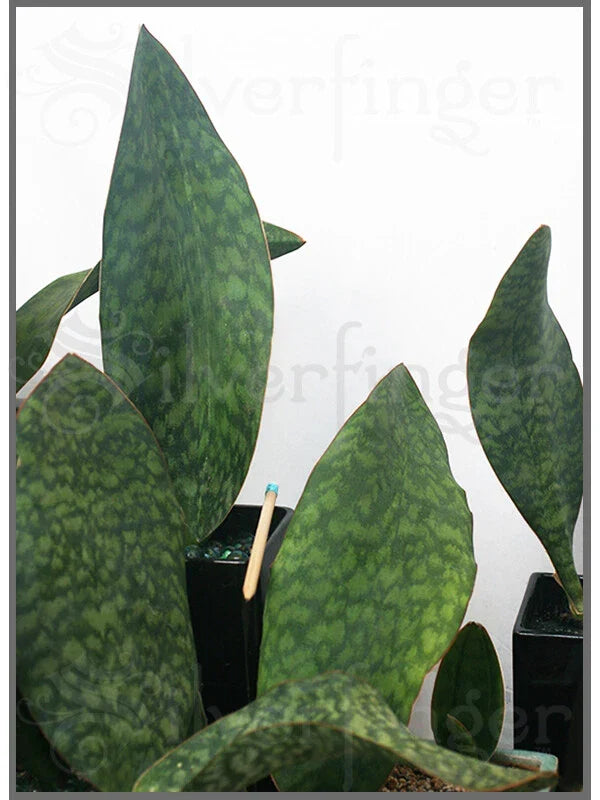 Sansevieria Masoniana Plant - Masons Congo Paddle Indoor Houseplant with Robust Leaf and Healthy Roots