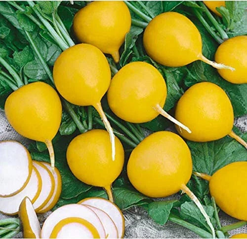 Golden Helios Radish Seeds - 500+ Non-GMO Raphanus sativus for Garden Planting, Fast-Growing, Vibrant Gold Color, Packaged Seeds