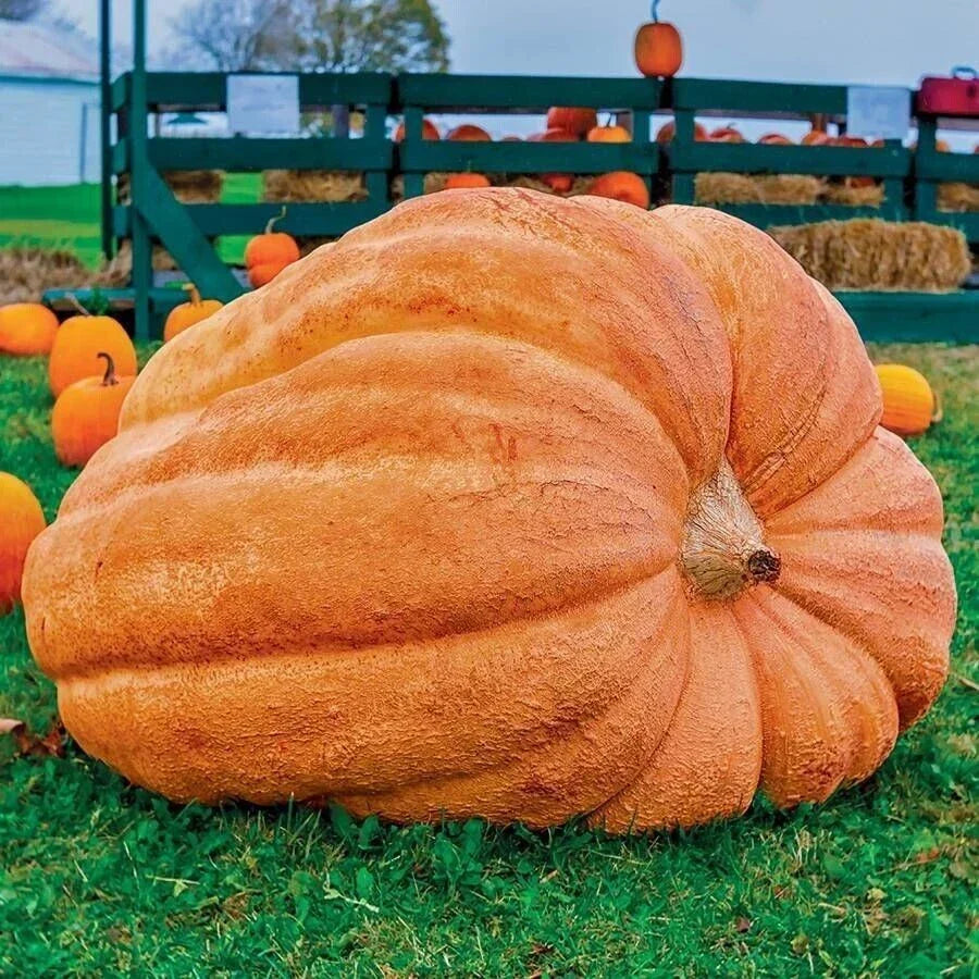 Dill's Atlantic Giant Pumpkin Seeds - Heirloom Non-GMO Cucurbita maxima for Record-Size Pumpkins - Pack of 10