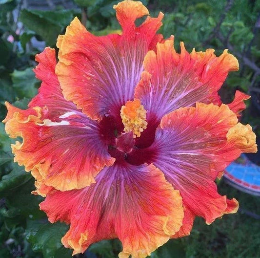 Hibiscus Seeds 20 Pack - Purple, Orange, Pink Hibiscus rosa-sinensis Perennial Flowers for Garden, Borders, Containers