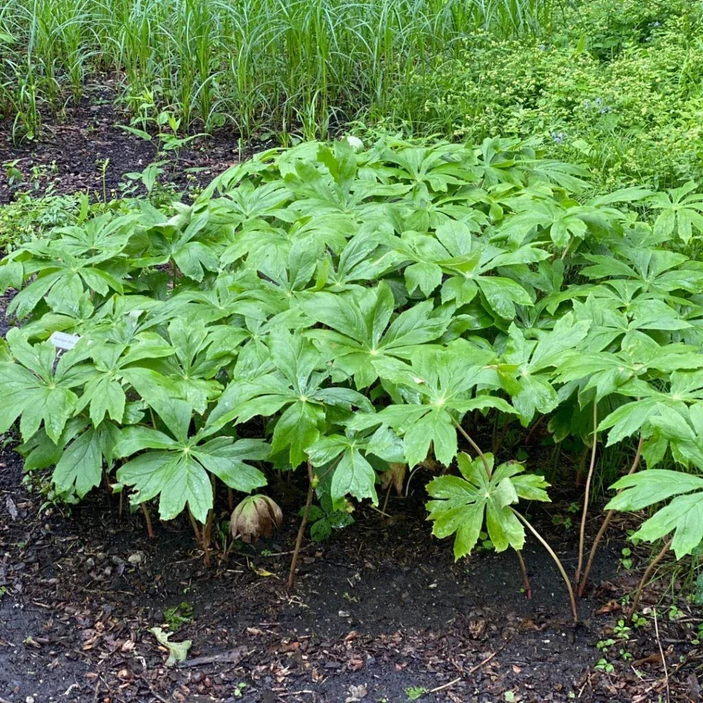 XXL Mayapple Rhizomes 5-Pack Bare Root Herb Podophyllum peltatum for Spring Planting, Native Appalachian Plant