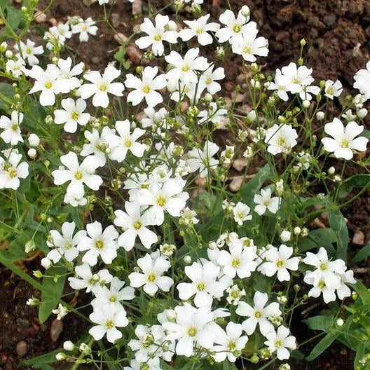 Baby's Breath Cut Flowers 18" White Gypsophila elegans Non-GMO Heirloom Seeds 2000 Count
