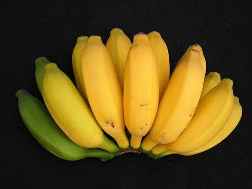 Pisang Ceylon Banana Tree - Small Rooted Starter Plant - Musa acuminata - Tropical Fruit Plant for Garden or Indoor Growing