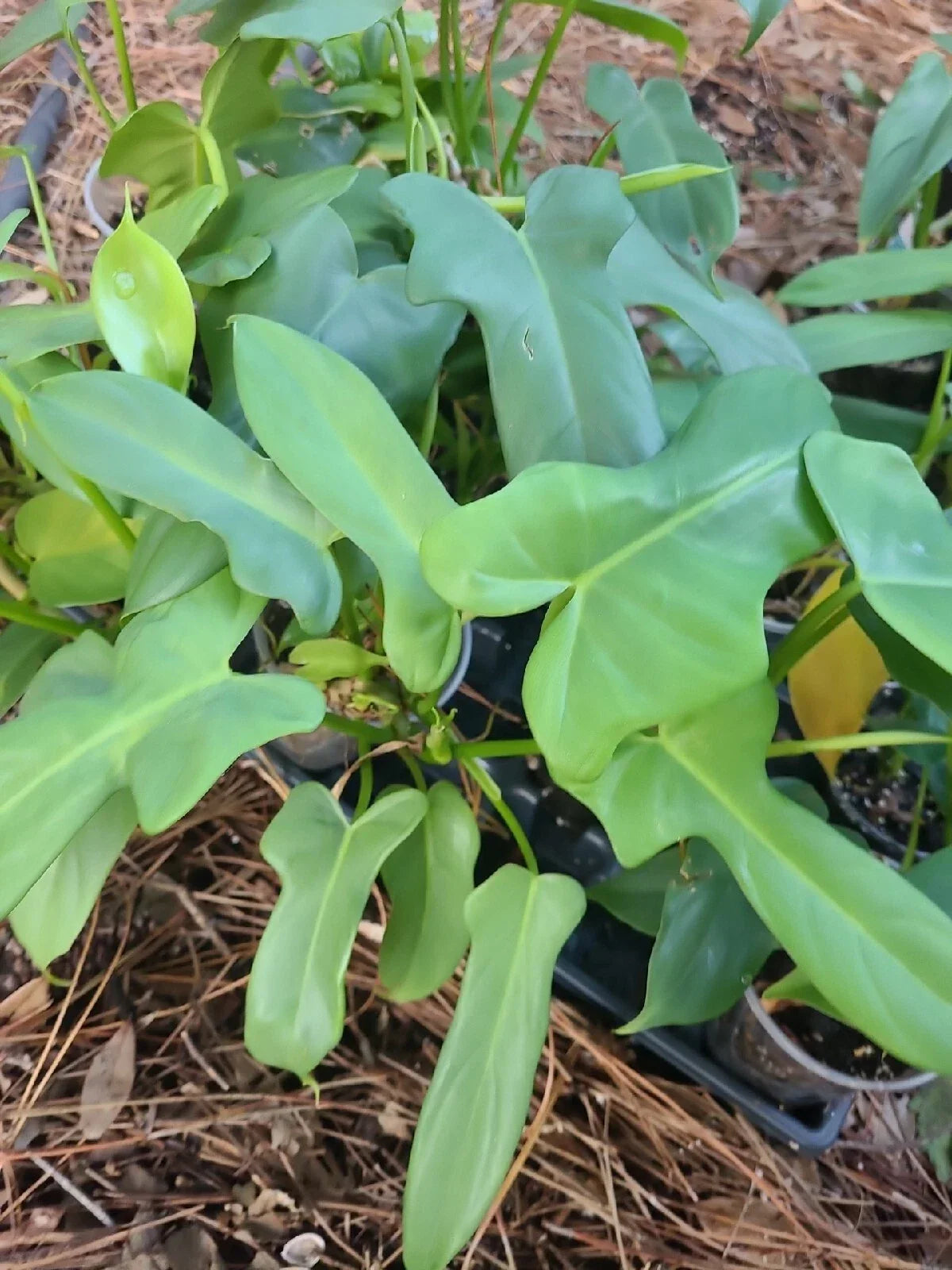 Philodendron Cutting 1 Node Aurea Silver Violin Plant Unrooted Philodendron bipennifolium Indoor Garden