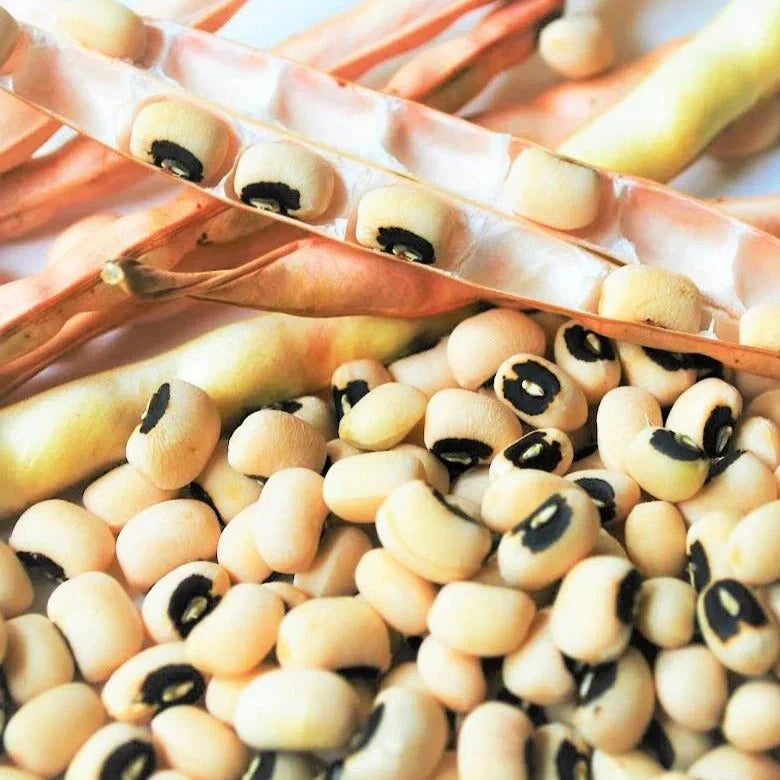 California Black Eyed Cowpea Seeds – Vigna unguiculata – Bush Type, Edible Black Eyed Peas Vegetable, 2025 Planting