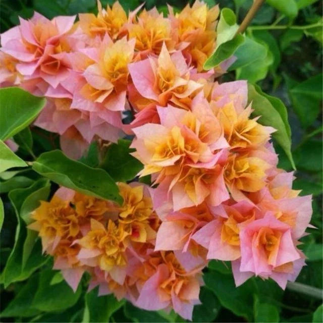 Bougainvillea Plant 3 Gallon Big Double Petals Orange Pink Bougainvillea glabra Garden Flower