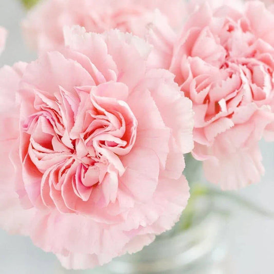 La France Carnation Seeds | Non-GMO Flower Seeds | Pink Dianthus caryophyllus | Perennial Garden Seeds for Borders & Cut Flowers