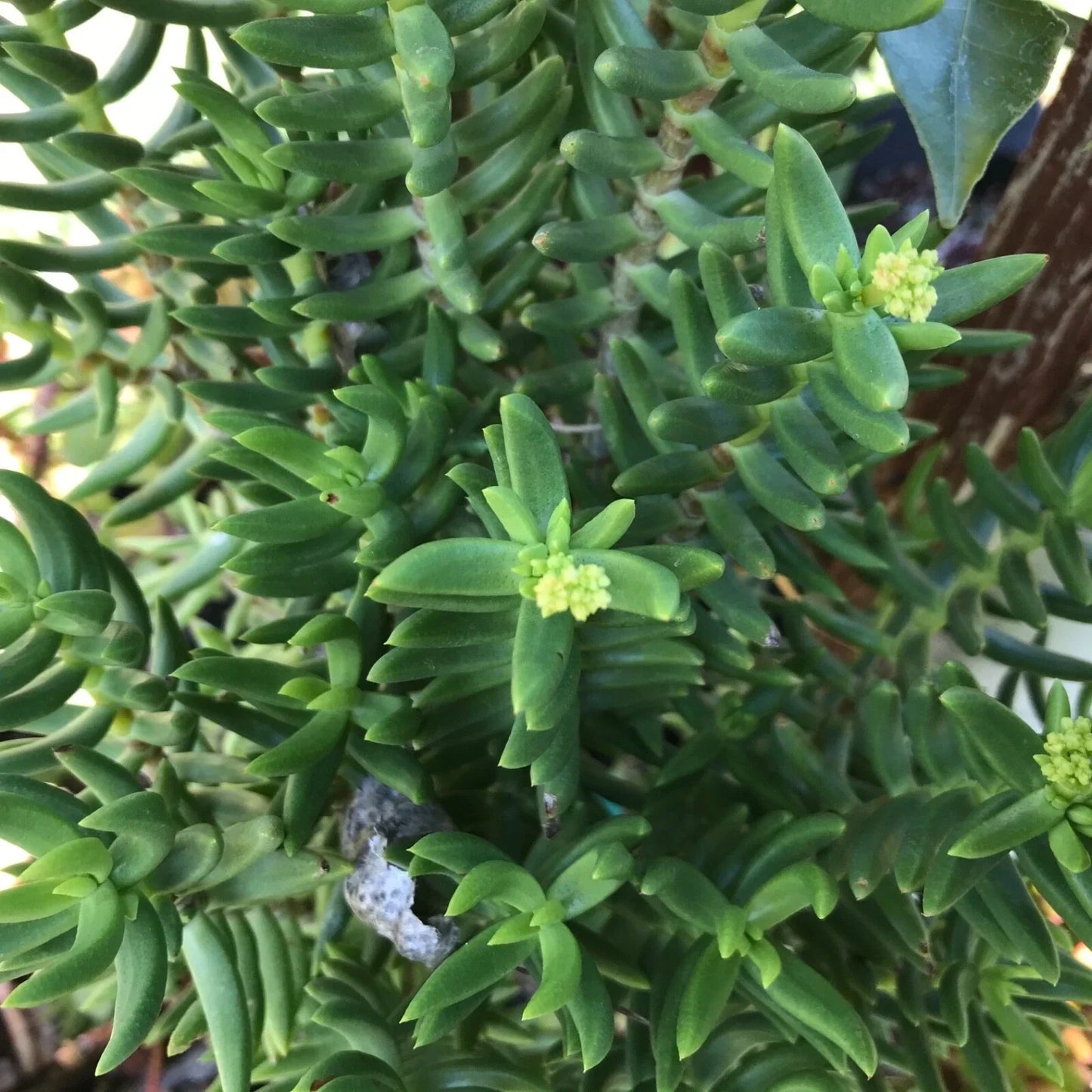 Mini Pine Tree Cuttings – 4 Succulent Bonsai Specimens – Indoor Plant Decor – Pinus spp.