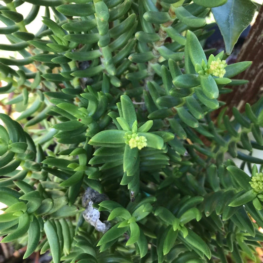 Mini Pine Tree Cuttings – 4 Succulent Bonsai Specimens – Indoor Plant Decor – Pinus spp.