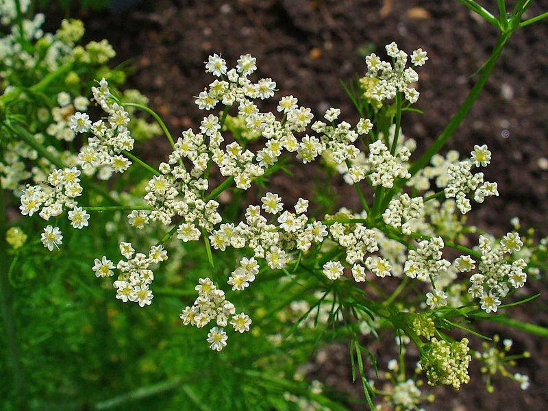 Caraway Herb Seeds - 1000+ Fresh Carum carvi Culinary Spice for Cooking, Baking & Herbal Tea