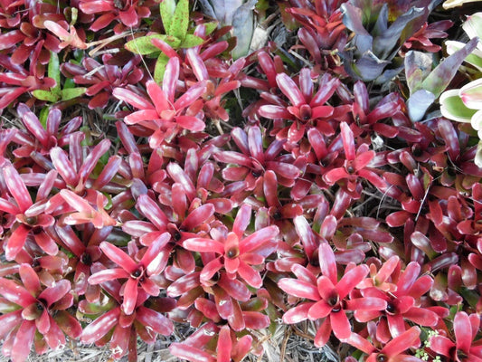 Neoregelia FIREBALL Bromeliad Plant - Small Indoor Tropical Houseplant with Red and Green Foliage - Neoregelia spp.