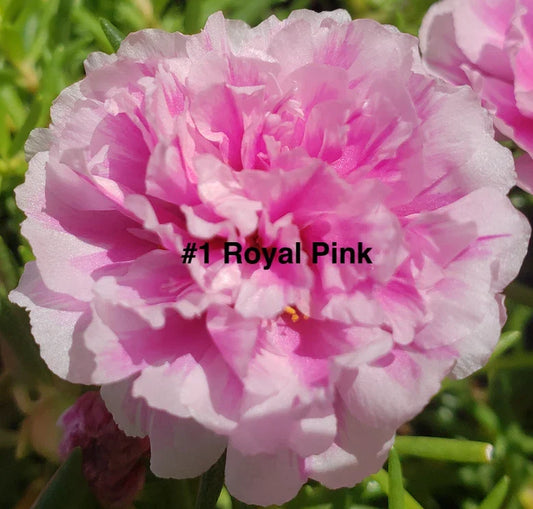 Moss Rose Cuttings - 10 Unrooted Royal Pink Portulaca Grandiflora for Gardening, Container Planting, Drought Tolerant, Pollinator Attracting