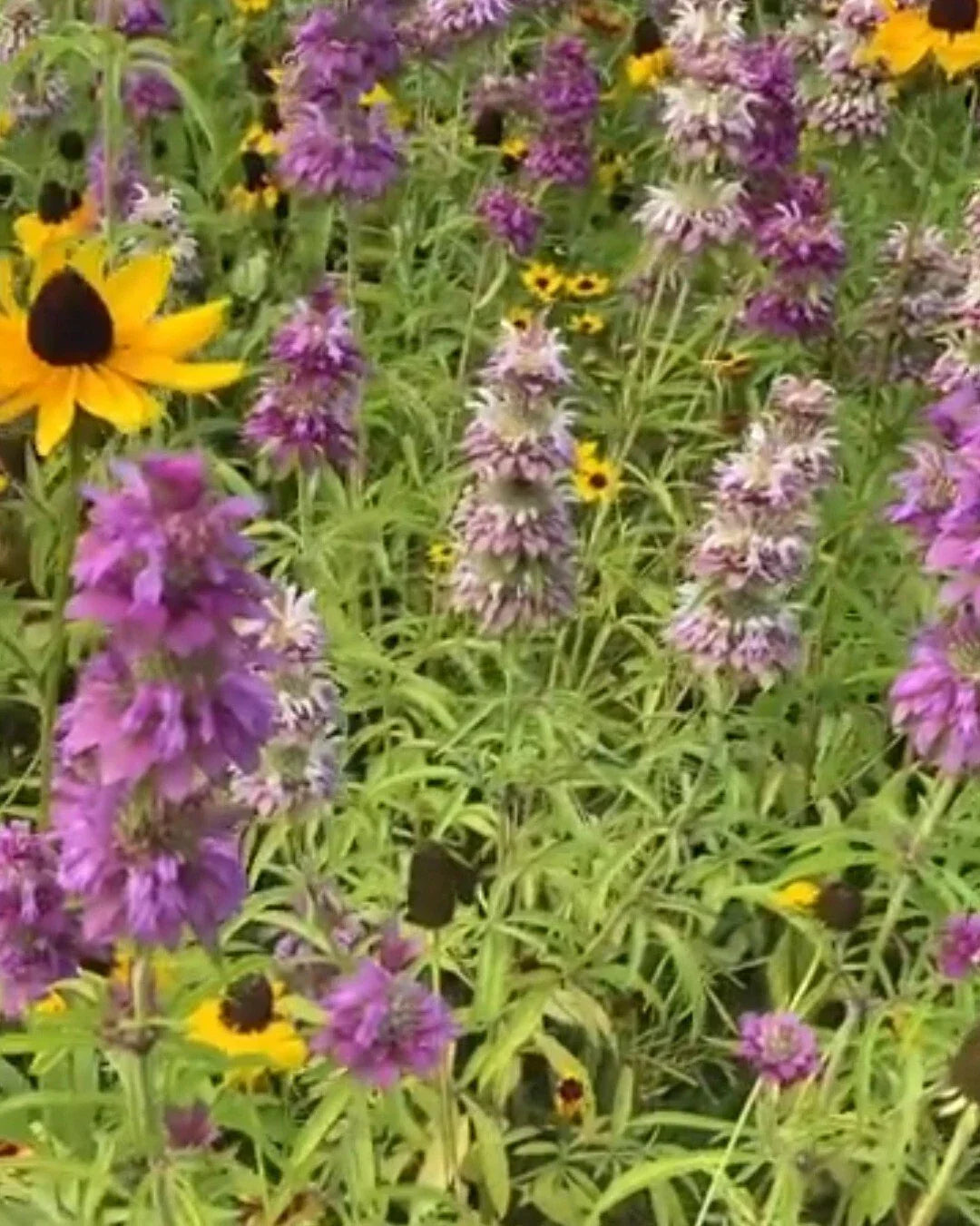 Purple & Pink Lemon Mint BeeBalm Herb Seeds – Monarda citriodora, Pollinator Attracting, Aromatic, Culinary & Tea Herb Seeds