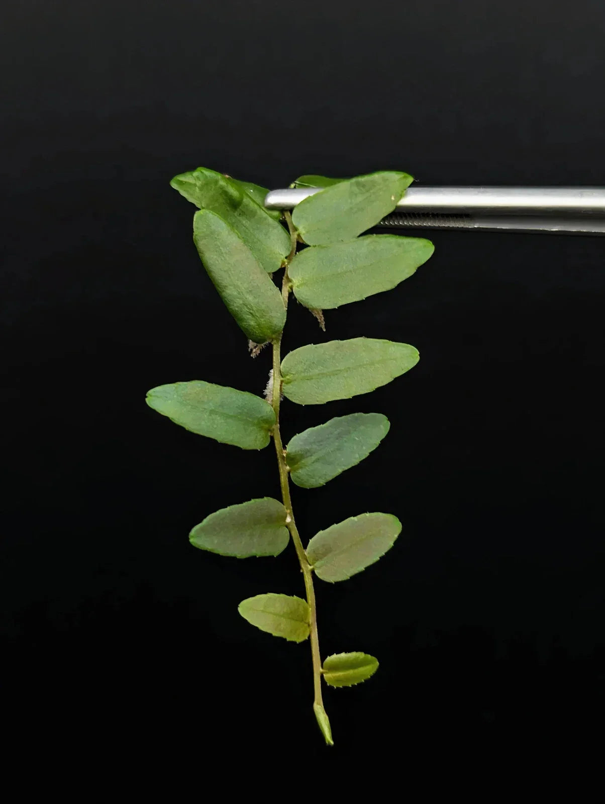 Marcgravia sp. Rio El Trece 10-Leaf Cutting | Tropical Terrarium Plant | Puerto Rico Native Green Foliage