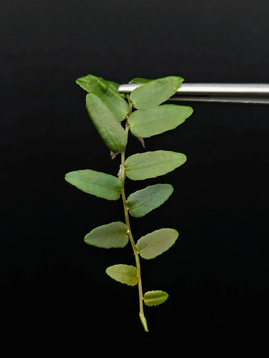 Marcgravia sp. Rio El Trece 10-Leaf Cutting | Tropical Terrarium Plant | Puerto Rico Native Green Foliage