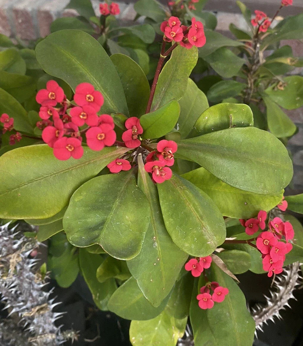Euphorbia Milii Imperatae Dwarf Crown of Thorns Cutting - Red Blooms, 7 Inch Indoor/Outdoor Plant