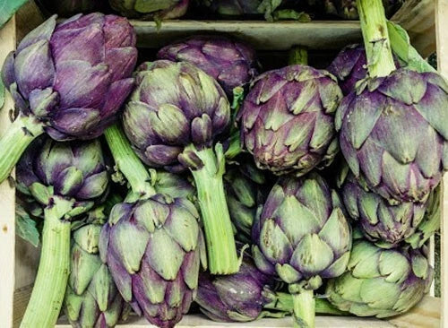 Purple Romagna Artichoke Seeds - Organic Perennial Cynara scolymus for Home Gardens, Culinary Use, Non-GMO, 15+ Seeds