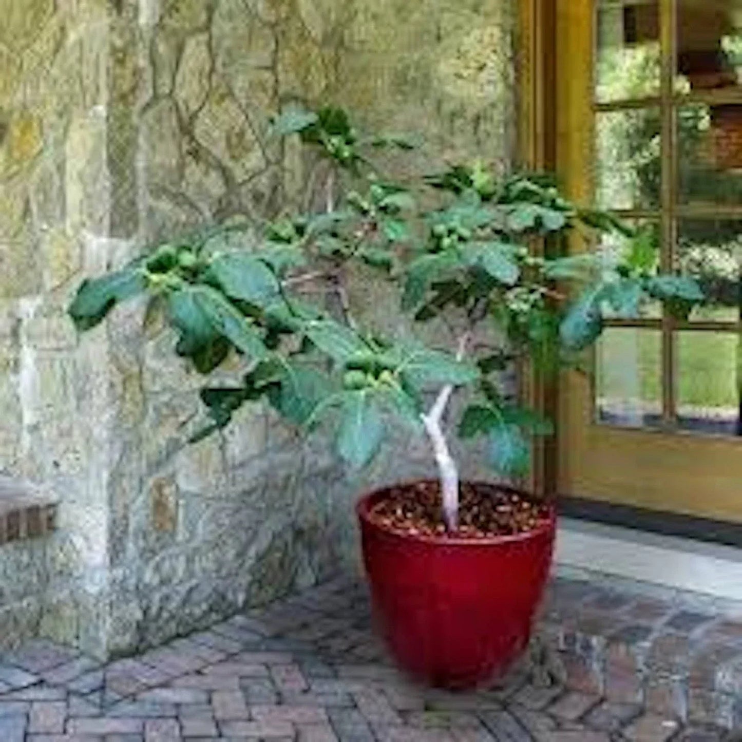 Dwarf Fig Tree Starter Plug - Fignomenal Variety - Bare Root Ficus carica Fruit Tree for Small Gardens and Containers
