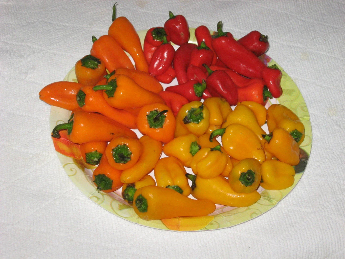 Bulk 100 Mini Bell Pepper Seeds - Sweet Red, Yellow, Orange - Capsicum annuum 'Strawberry Sweet' - Organic, Non-GMO