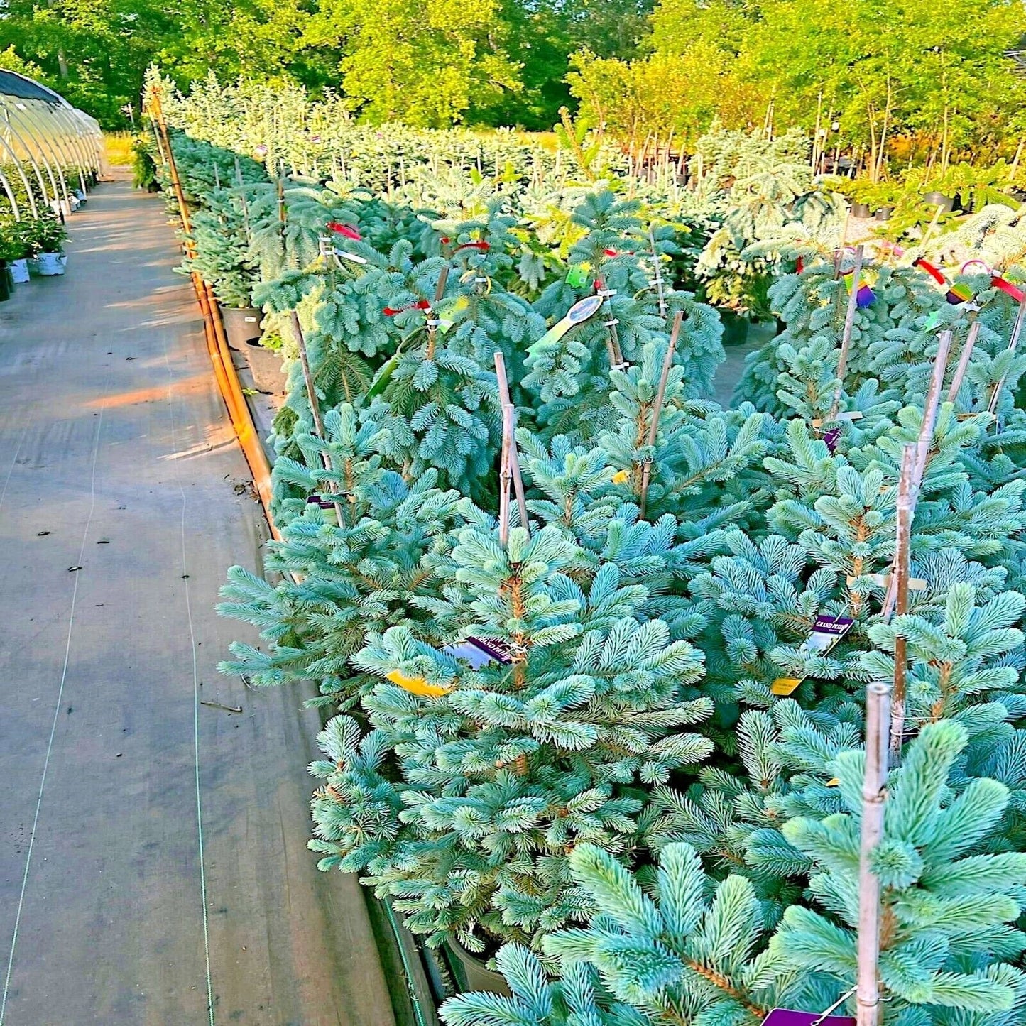 Colorado Blue Spruce Tree Seeds - Picea pungens "Glauca" - Cold Hardy Bonsai & Landscape Seeds - Blue-Green Foliage