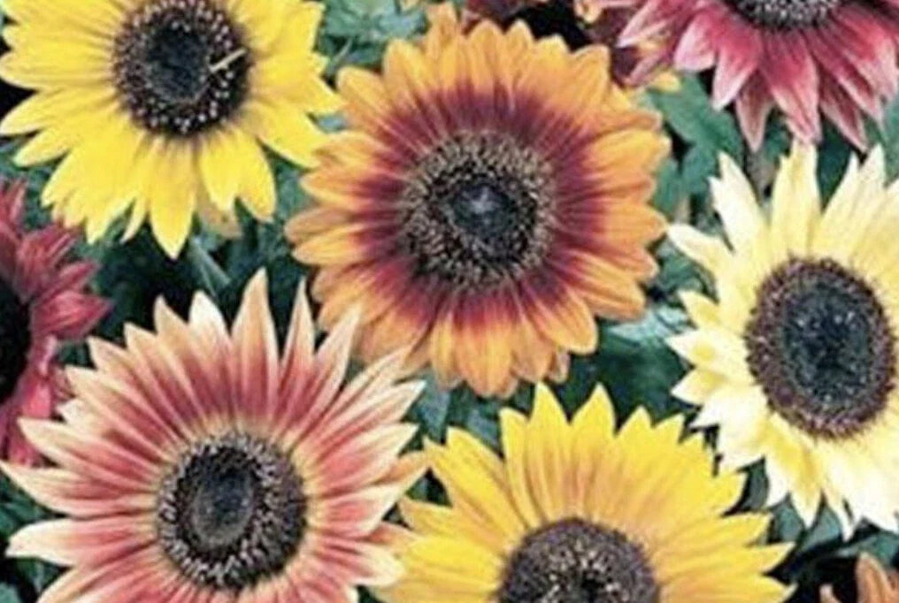 Sunflower Seeds - Autumn Beauty Mix, Helianthus annuus, 35 Seeds, Vibrant Autumn Colors, Pollinator Attracting, Easy to Grow