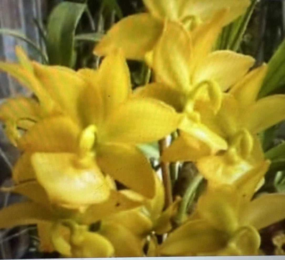 Cyc Orchid Plant Bare Root Bulb - Cyc Taïyhoung No. 1 - Elegant Blooming Orchid for Indoor or Outdoor Gardens