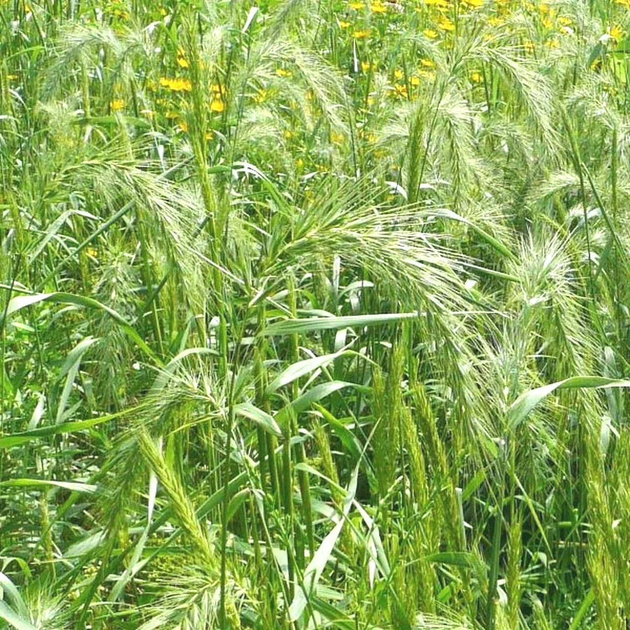Virginia Eastern Wild Rye Grass Seeds - 500+ Native Prairie Bunchgrass for Erosion Control & Wildlife Habitat - Elymus virginicus