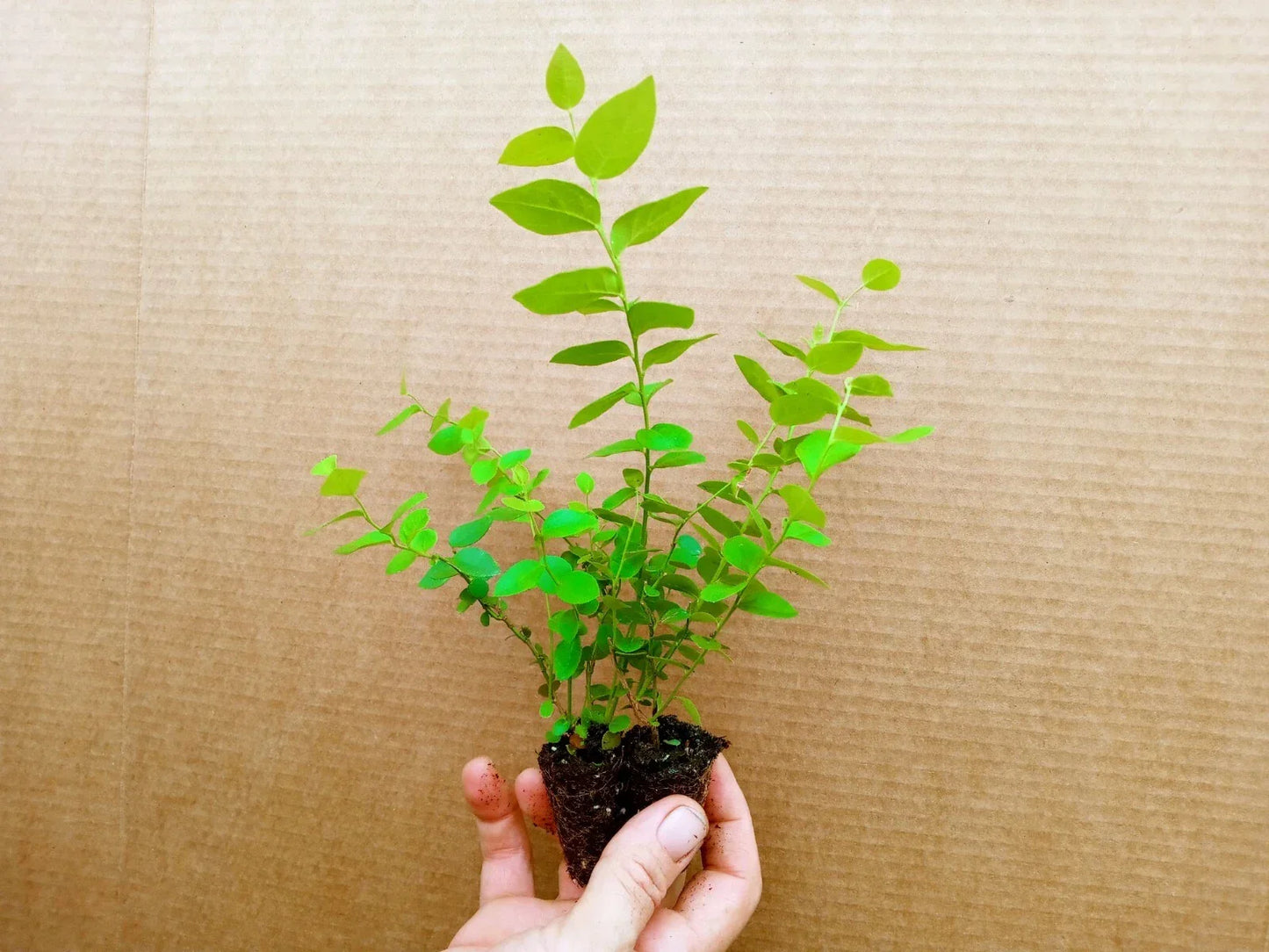 Blueberry Starter Plant 2-Pack Sunshine Blue Vaccinium corymbosum Compact Bush, Edible Fruit, Self-Pollinating