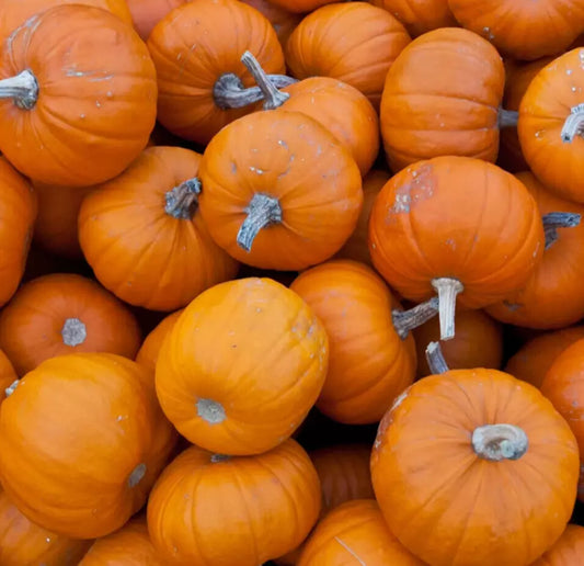 Miniature Pumpkin Seeds Pack for Halloween Decor, Cucurbita pepo, Wee B Little Variety, Small Garden, Container Gardening