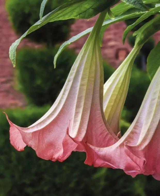 Brugmansia Suaveolens Seeds - Pink Angel's Trumpet, Fragrant Pink Flowers, Tropical Perennial Plant, 10 Pack