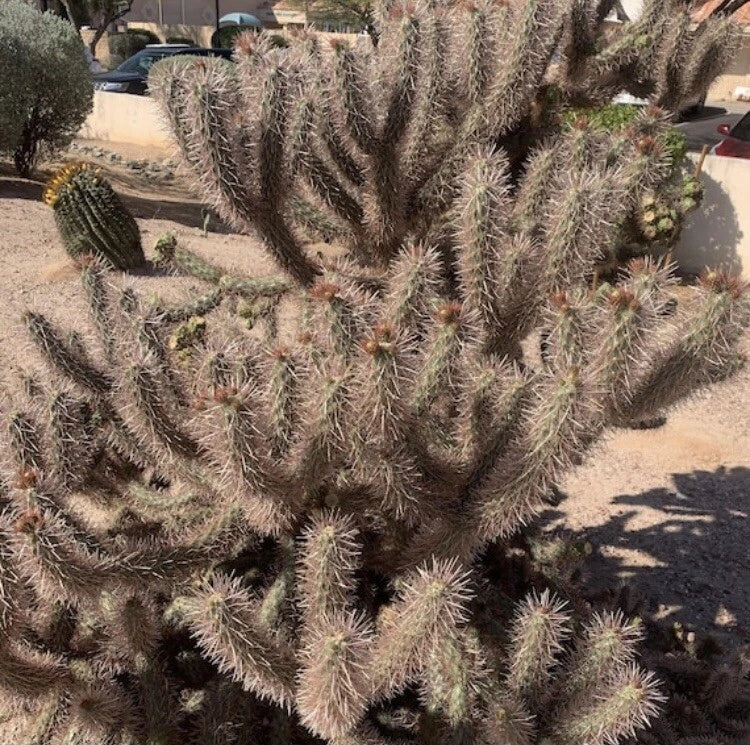 Red Teddy Bear Cholla Cactus Cuttings - Cylindropuntia campii - Drought-Resistant Succulent for Indoor & Outdoor Gardens