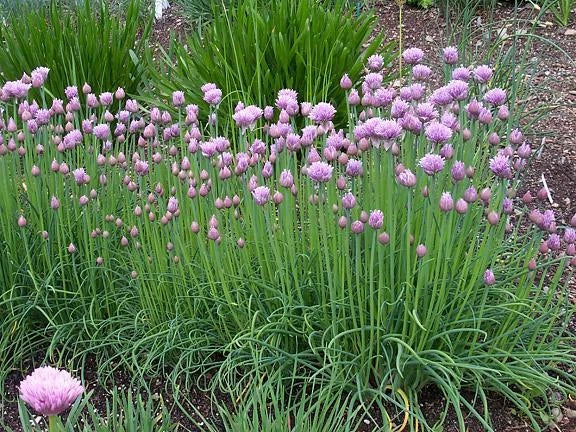 Chive Herb Seeds - 100 Count, Gourmet Flavor, Allium schoenoprasum, Culinary, Perennial, Non-GMO