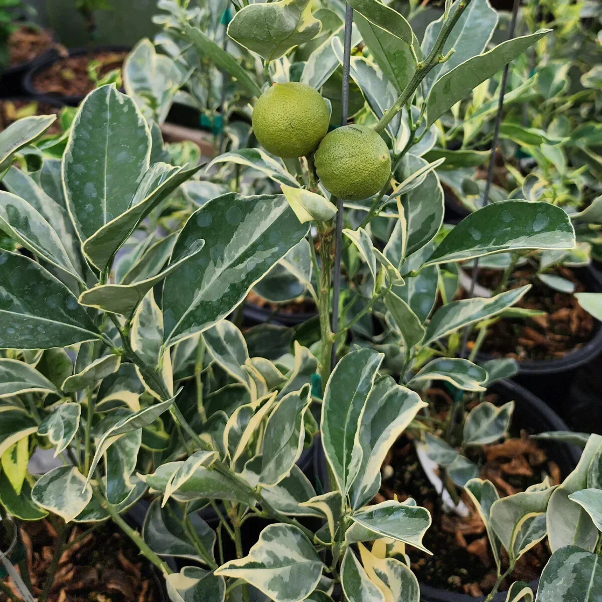 Variegated Cara Cara Navel Orange Cuttings - 3 Fresh Citrus Cuttings, Citrus x sinensis, Unique Foliage, Easy to Propagate
