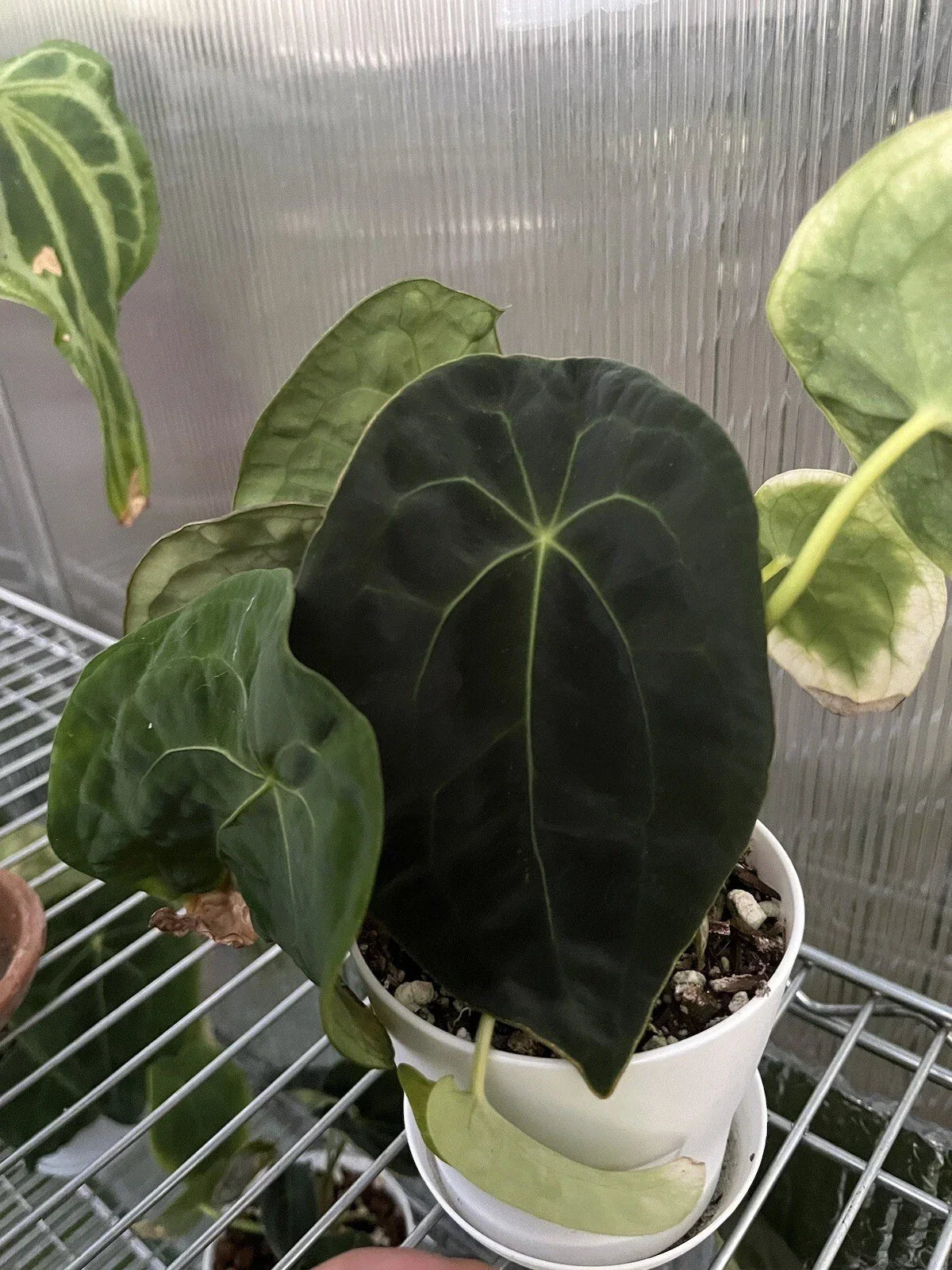 Anthurium Forgetii Dark Form Plant – Rare Aroid Tropical Indoor Foliage Live Plant