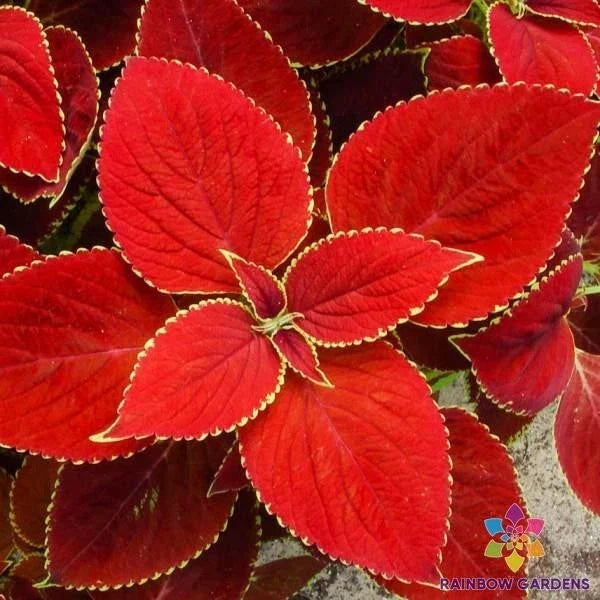 Red Coleus Seeds - 25+ Premium Solenostemon scutellarioides for Garden Beds, Containers, Borders - Vibrant Foliage, Easy Growth