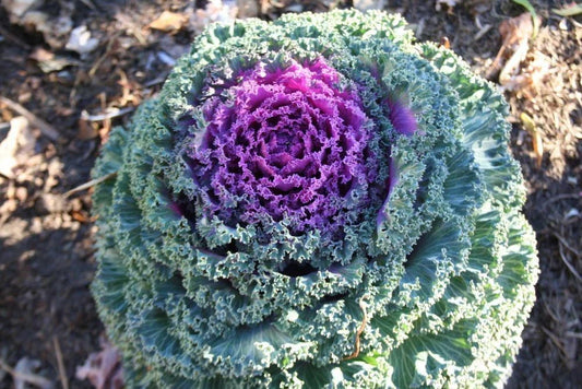 Ornamental Kale Seeds Kamome Red - 40 Seeds - Brassica oleracea var. acephala for Fall & Winter Gardens