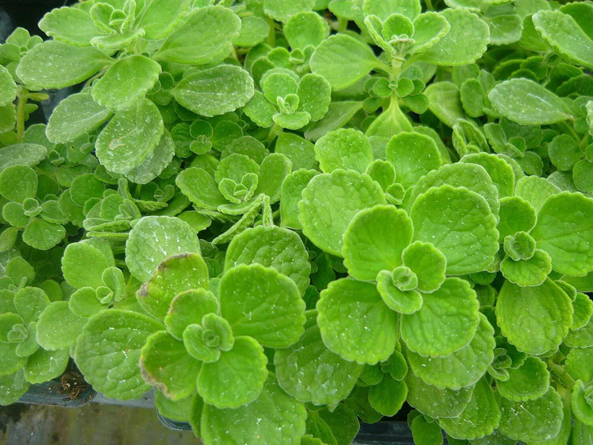 Vicks Plant Set of 2 Starter Plants, Plectranthus Tomentosa, Aromatic Medicinal Houseplant, Indoor Gardening Essentials