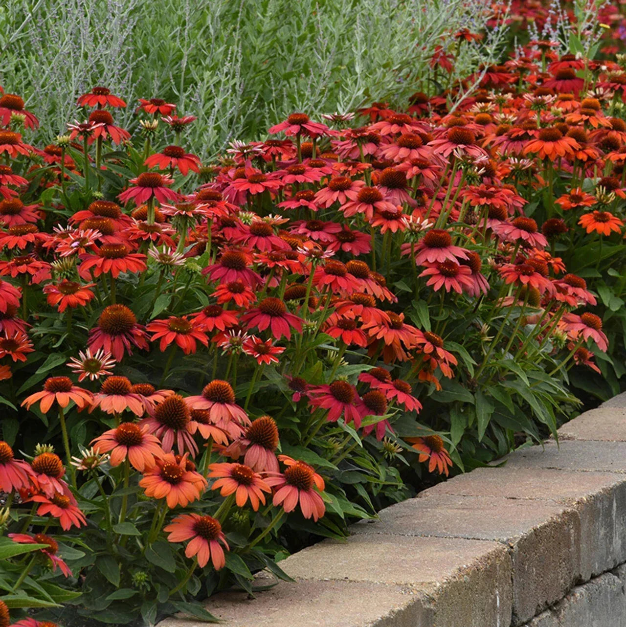 Red Ombre Coneflower Seeds - Echinacea purpurea Perennial Flower Seeds for Garden, Butterfly & Bee Attractant