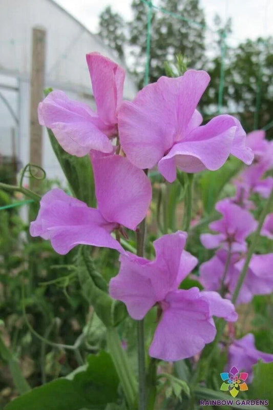 Marion Sweet Pea Seeds Pack of 50+ | Fragrant Climbing Vine Lathyrus odoratus | Non-GMO Garden Seeds for Trellises & Containers