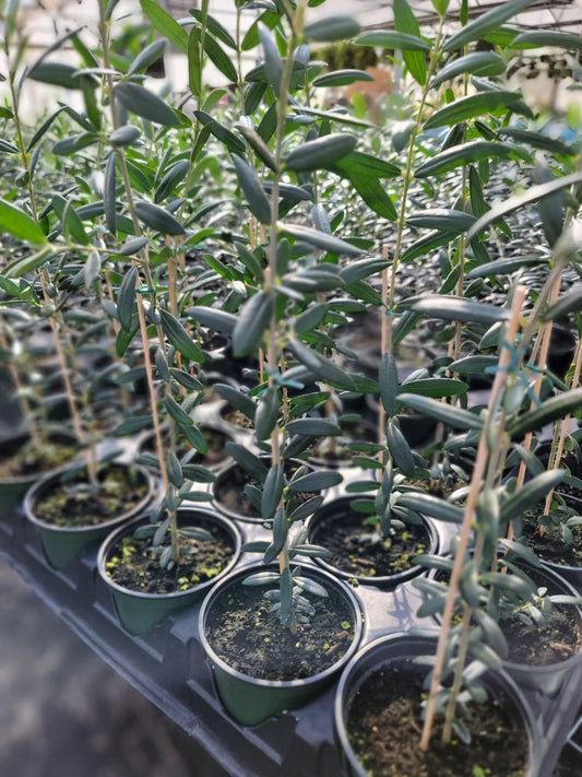 Live Arbequina Olive Tree in 4-Inch Pot, Olea europaea, Small Indoor/Outdoor Evergreen Plant