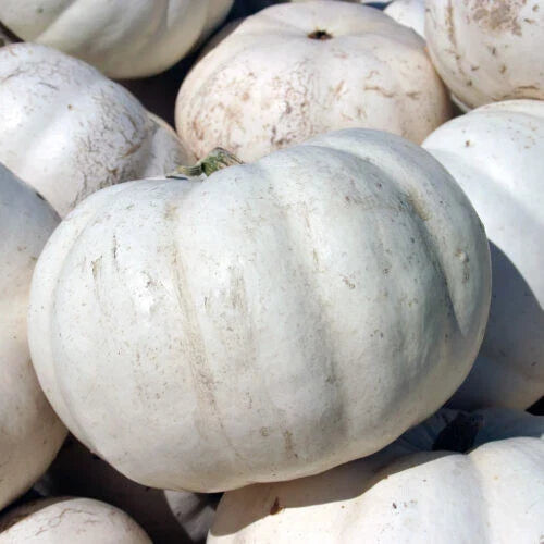 Lumina Pumpkin Seeds Pack - White Cucurbita pepo Varietal for Garden Planting - Non-GMO, 25+ Seeds