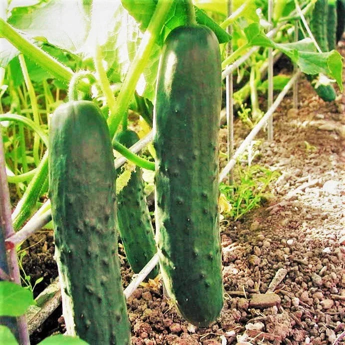 Cucumber Seeds - Marketmore 76 Variety - Dark Green Straight Cucumis sativus - Heirloom, Disease-Resistant, Salad & Pickling